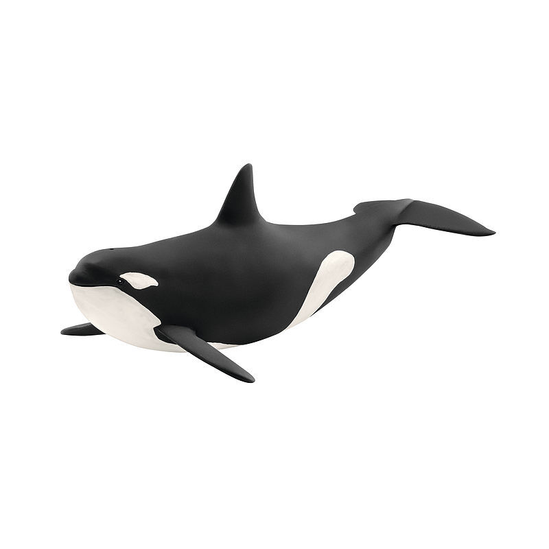 Orka oceaniczna slh14807