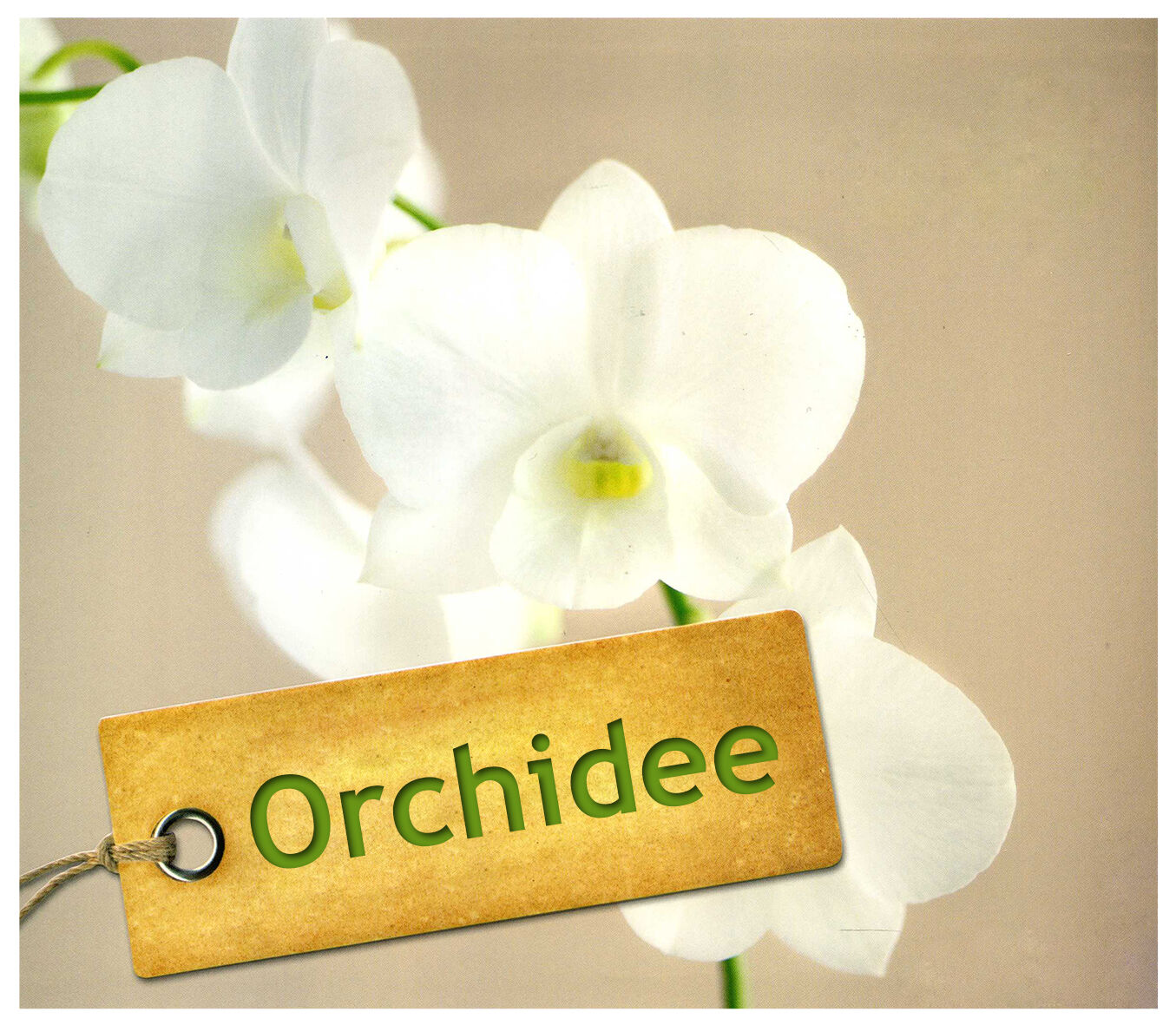 Orchidee