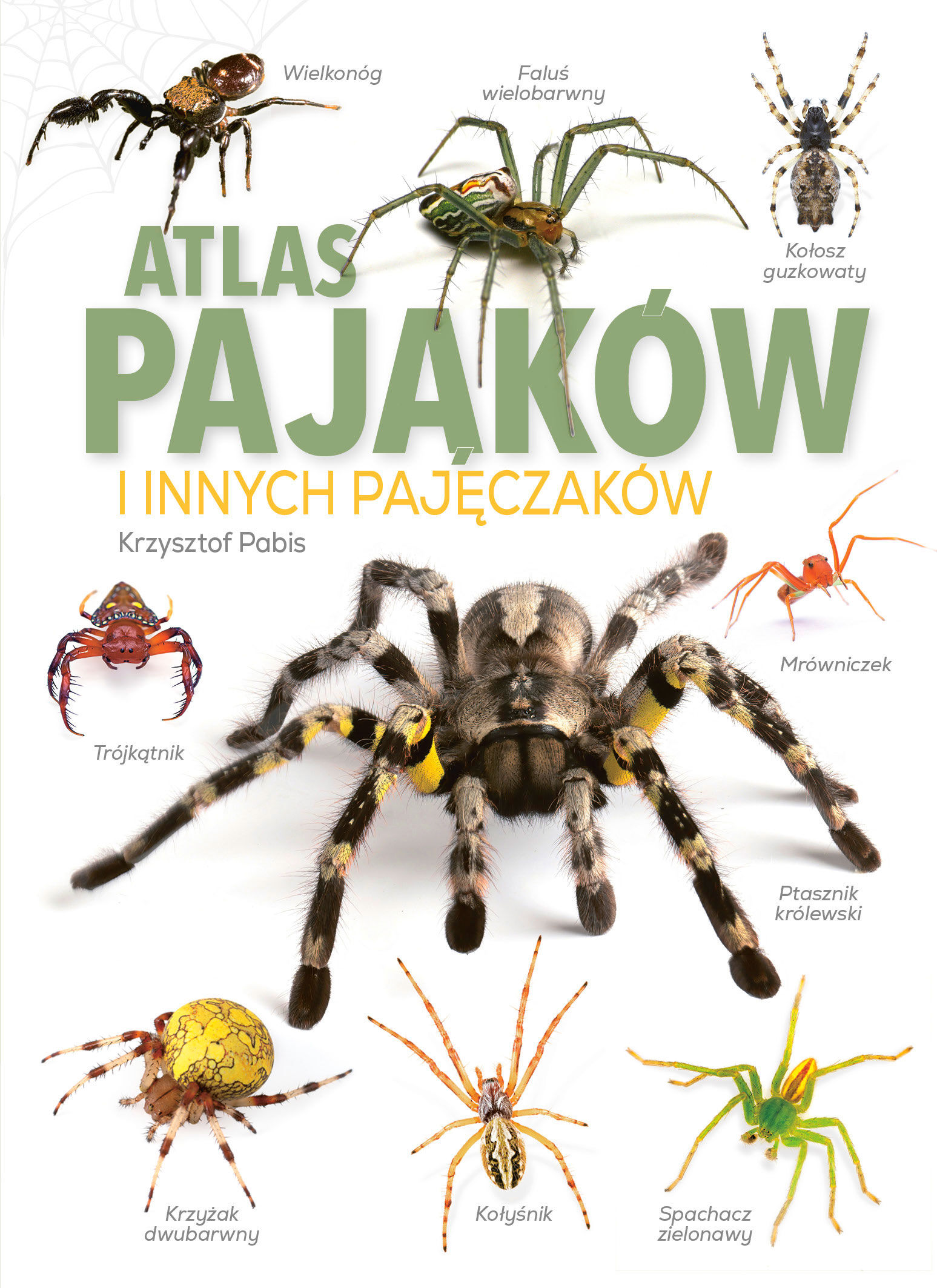 Atlas Pająków