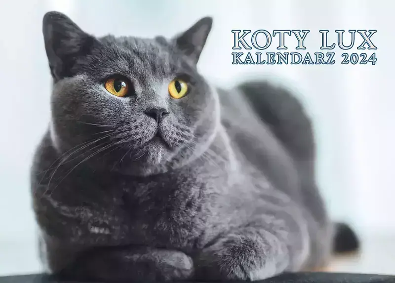 Kalendarz 2024 koty lux ścienny