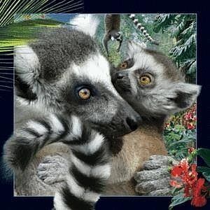 Magnes 3d lemur