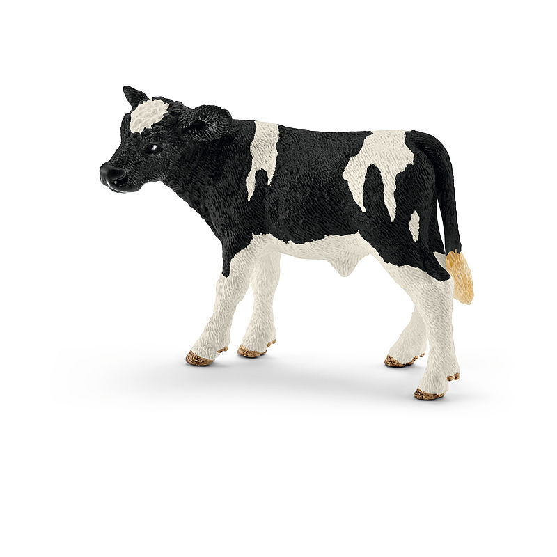 Cielę rasy Holstein