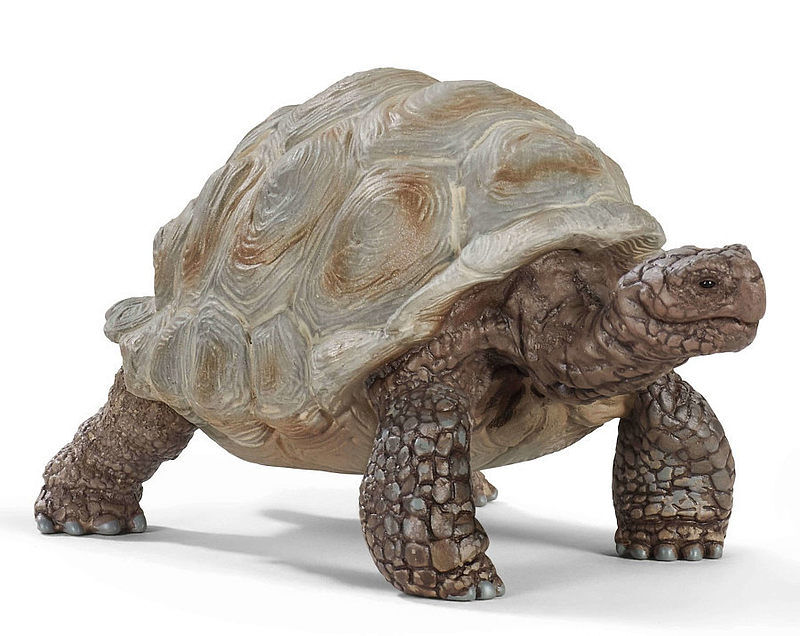 Żółw gigant slh14824