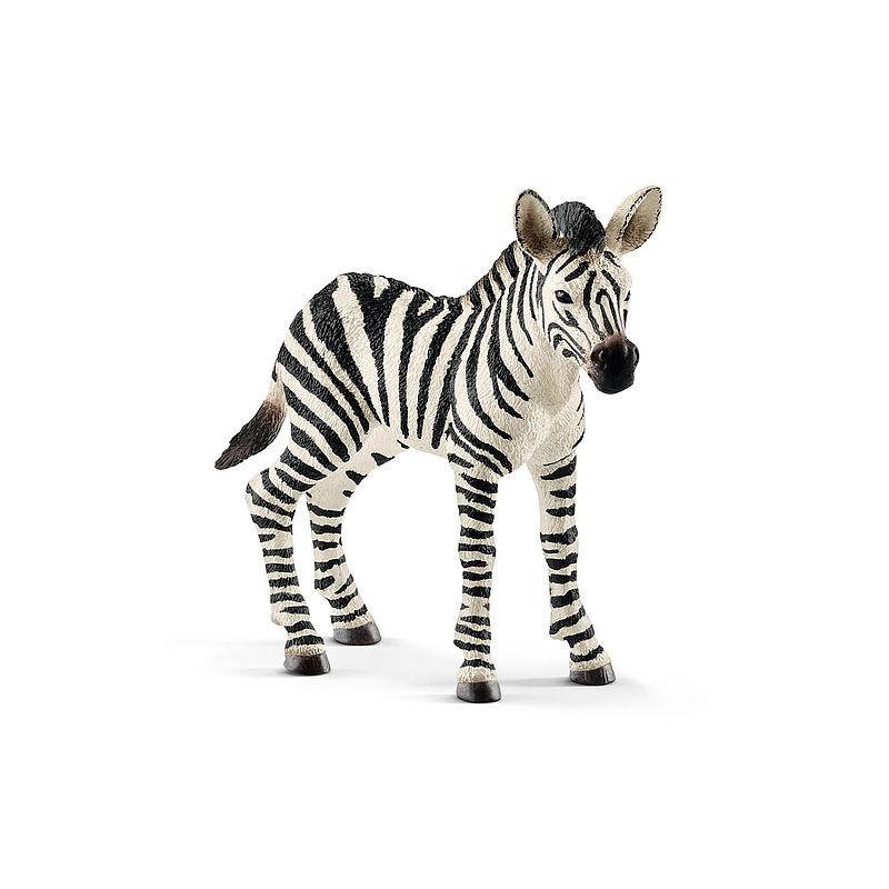 Zebra źrebię slh14811