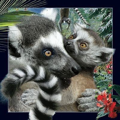Pocztówka 3d lemur