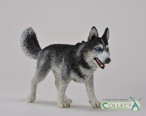 Pies rasy Husky syberyjski