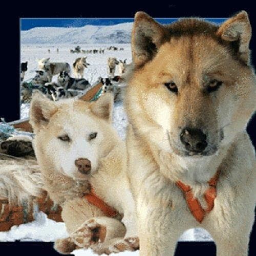 Magnes 3d husky