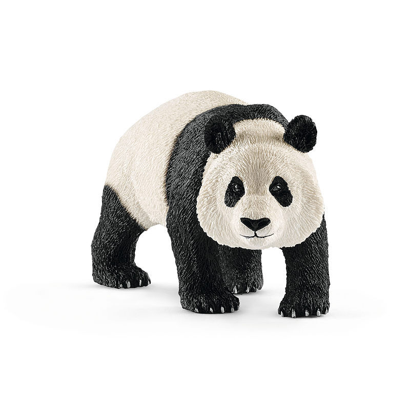 Panda wielka samiec slh14772