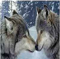 Diamentowa mozaika dwa wilki zimowy las no-1008519
