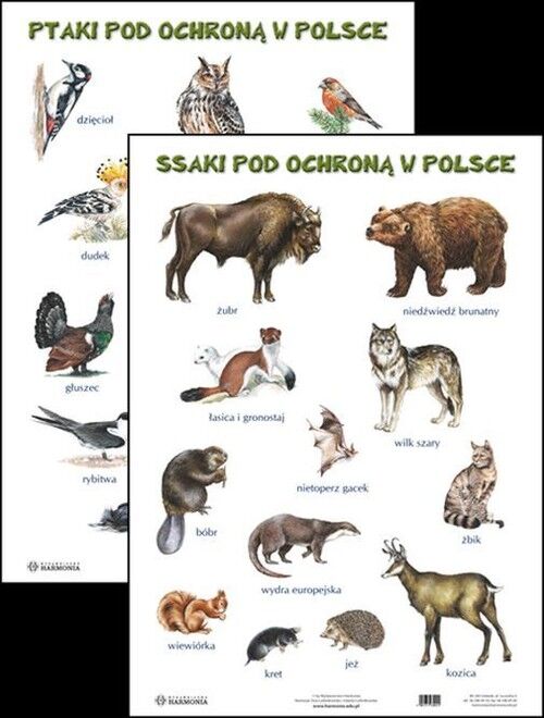 Plansza Ssaki pod ochroną w Polsce Ptaki pod ochroną w Polsce