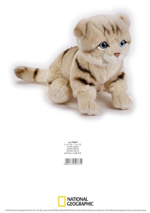 Scottish Fold Cat