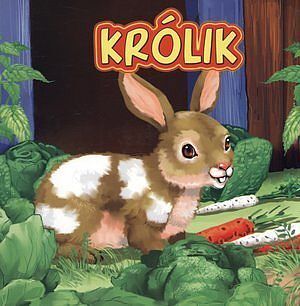 Królik