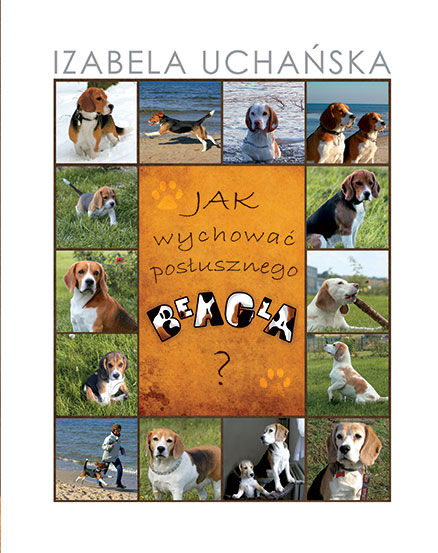 Jak wychować posłusznego beagla