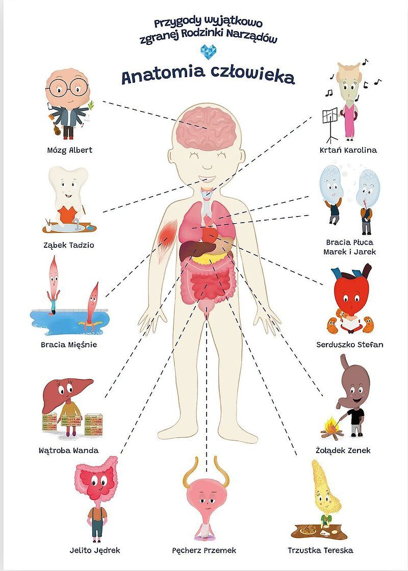 Plakat edukacyjny anatomia człowieka dla dziecka format a2