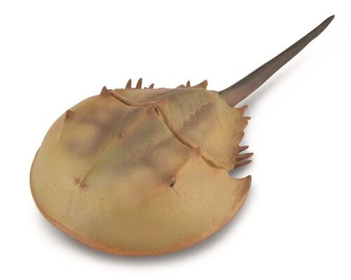 Krab podkowiasty