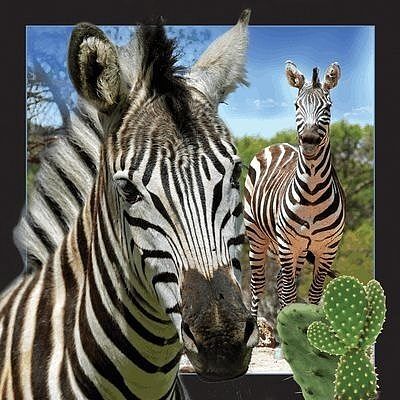 Pocztówka 3d zebra