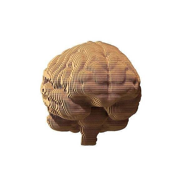 Puzzle 3d brain cartonic