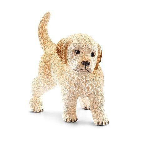 Golden retriever szczeniak slh16396