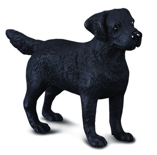 Pies Labrador
