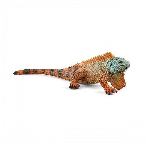 Iguana slh14854