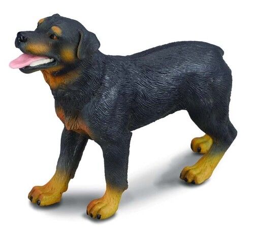 Pies rasy rottweiler L