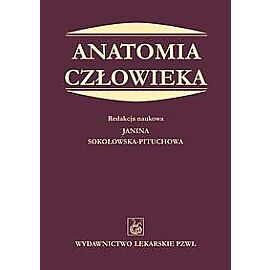Anatomia człowieka