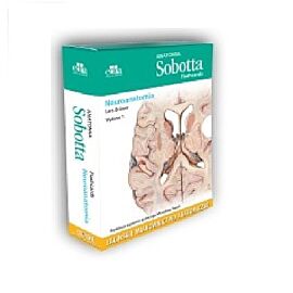 Anatomia Sobotta Flashcards Neuroanatomia