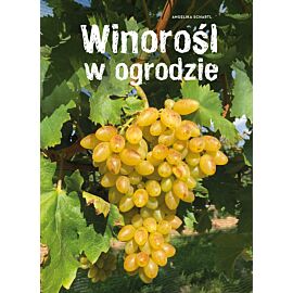 Winorośl w ogrodzie