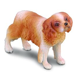 Pies rasy Spaniel Cavalier King Charles