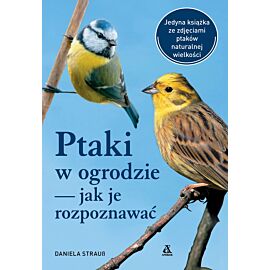 Ptaki w ogrodzie – jak je rozpoznawać