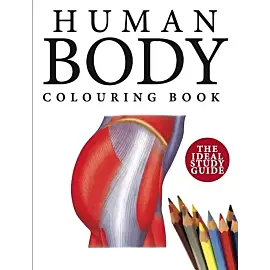 Human Body Colouring Book